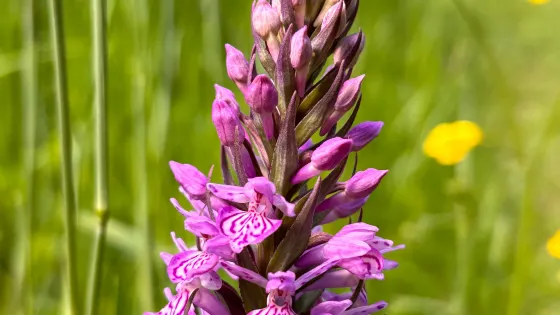 Stillingfleet Lodge Gardens