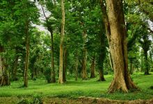 Makiling Botanic Gardens景点图片