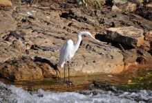 Low Level Nature Reserve景点图片
