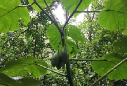 Polygon A Ecological Reserve景点图片