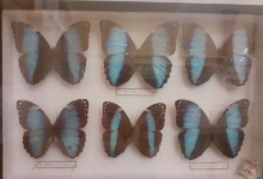 Museo de Ciencias Naturales AVAN景点图片