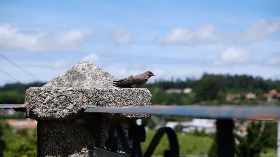 Parque Dona Maria II
