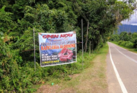 Adenna Rafflesia Garden景点图片