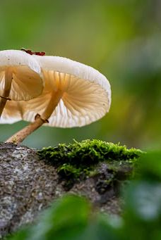 Aulendorf Park-奥伦多夫