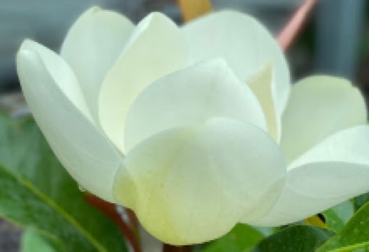 Pihenőkereszti Díszfaiskola Kft.购物图片