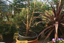 Les Jardins D'Eole购物图片