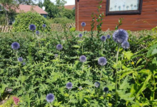 KGA Windeck e.V. Parzelle 9景点图片