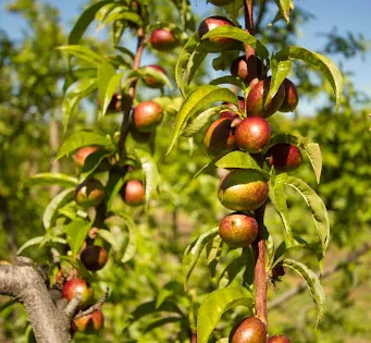 Paynes Orchards