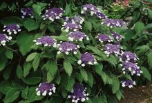 Kiss Erzsébet-Lisianthus Kertészeti Áruda购物图片