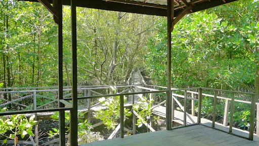 Margomulyo Mangrove Forest