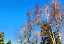 Felida Community Park景点图片