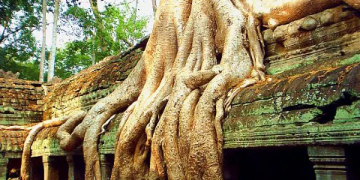 中國科學院西雙版納熱帶植物園-大板根