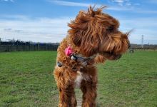 Run Free Dog Fields - Inchinnan景点图片