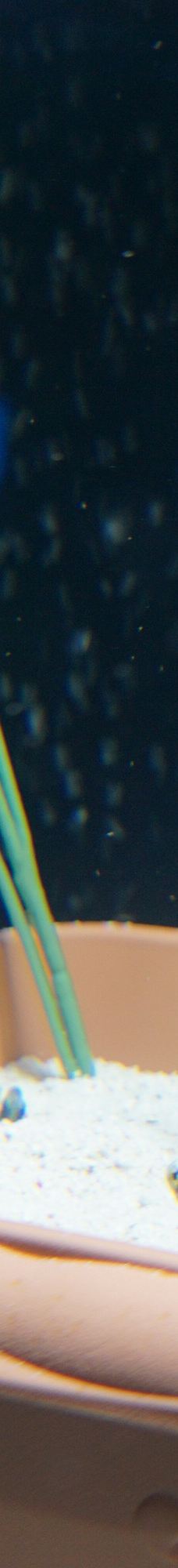 仙台海洋森林水族馆-仙台