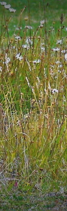 圣卡洛斯-德巴里洛切