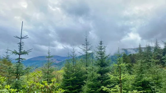 Puck's Glen