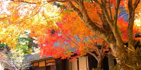 五家莊平家之裡