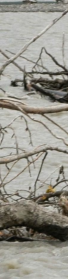 奇尔卡特河-海恩斯自治市镇