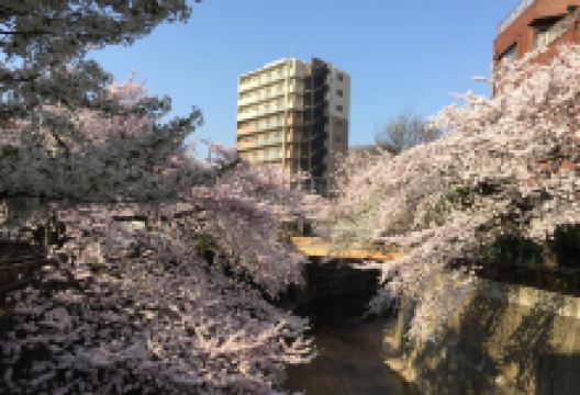 石神井川绿道景点图片