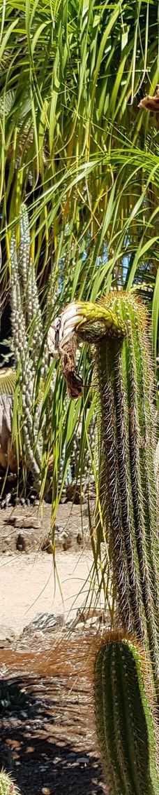 Arizona Garden-马里科帕