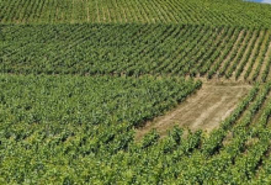 Champagne Dauby景点图片