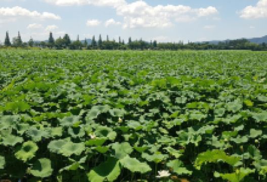 回山白莲池景点图片