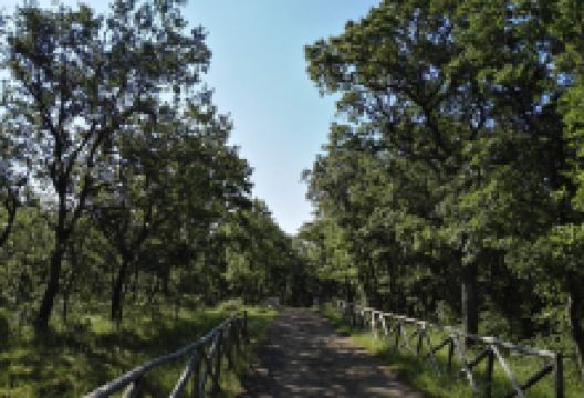 Bosco di Sant'Antuono景点图片