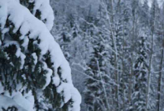 Rossland Advanced Mountain Bike Skills Park - Rossland, BC景点图片