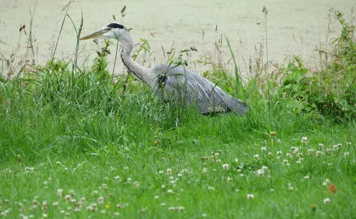 Sankey Valley Park