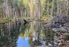 Englishman River Regional Park - Middlegate Trailhead景点图片