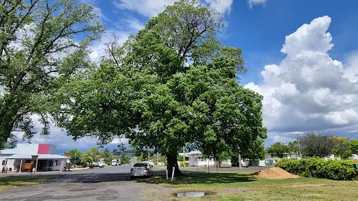 Tenterfield Cork Tree