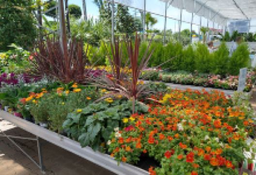 Oázis Kertészet Mohács购物图片