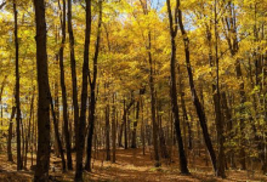 Three Mile Bay Wildlife Management Area景点图片