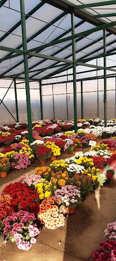 Kiss Virágkertészet, Békéscsaba-贝凯什乔包