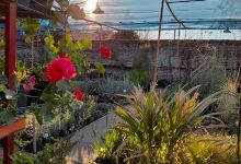 VIVERO EL JARDIN PRIMITIVO购物图片