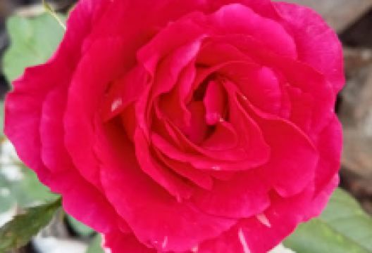 နှင်းဆီခြံ & rose garden景点图片