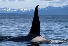 Catch of the day LLC Alaska, Hoonah whale watching.景点图片