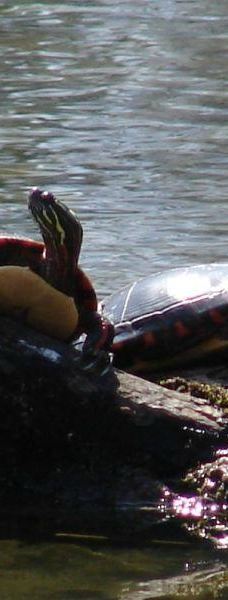 Pinery Provincial Park-大本德