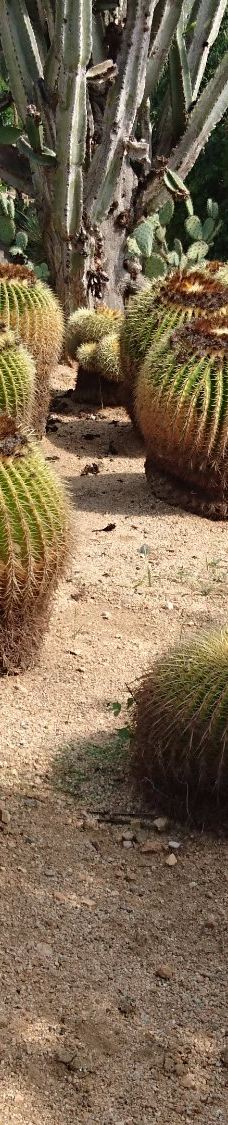 Jardí Botànic Tropical Paratge Pinya de Rosa-布拉内斯