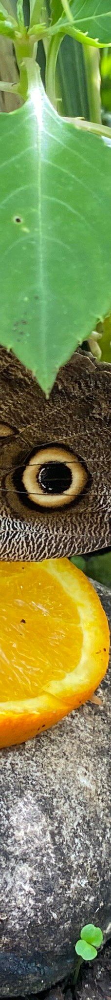 Casa delle Farfalle-米兰马瑞提那