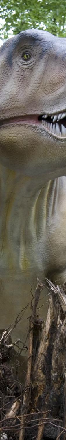 阿默斯福特动物园-阿默斯福特