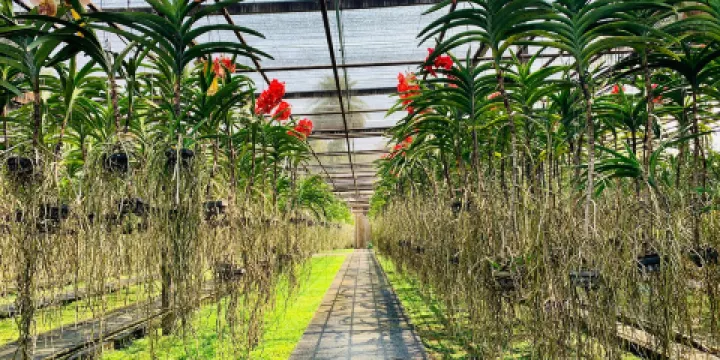 蘭花培育室和蝴蝶園