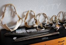 Charleston Marine Life Center景点图片
