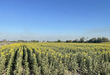 Girasoles Turén景点图片
