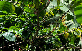 Finca la Granada Café & Miel