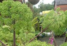 Lodge Farm Plants购物图片