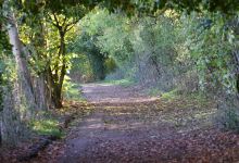 Stoke Wood景点图片