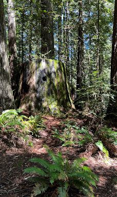 Grove of Old Trees-奥西丹透