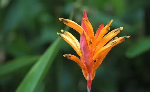 Thousand Flower Garden (Taman Seribu Bunga)