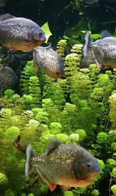 Biotropica, animal gardens-瓦德勒伊